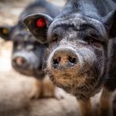 안산동물약국 이미지