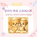 설레개 | 강아지 목욕+드라이 | 스트레스 줄여준 추천템 조합