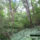 공주-74 이미지