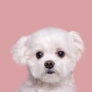 블루멍 펫 테라피 이미지