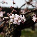 복사꽃피는마을 이미지