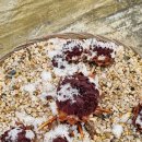 경주펜션 맛집 추천 해피데이 이미지