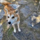 경기켄넬 이미지