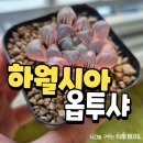 화금 | 희귀다육이 하월시아 옵투샤 핑크금 화금 후기