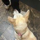 부산대형견호텔 24시 강아지유치원 목욕 대견하개 서면점 이미지