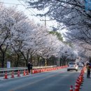 "벌써 벚꽃축제?"... 3월에 열리는 국내 벚꽃 축제 여행지는 어디? 이미지