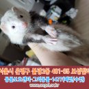 (반려동물실종) 서울시 은평구 불광2동 481-35 보성빌라 부근에서 페럿을 찾습니다. 이미지