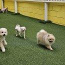 멍스토리 | 여수 스토리멍 후기｜사진&amp;영상으로 매일 소식 받는 믿고 맡기는 24시 상주 애견호텔, 강아지 유치원