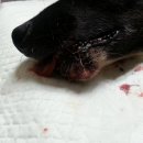 이성준동물병원 이미지