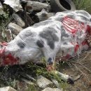 태연농장 이미지