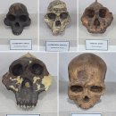 영남대학교박물관 | 경기도 여행 연천 가볼 만한 곳 연천 전곡리유적