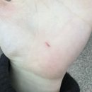 [자격증] 성운환경조경학원 조경기사 실기 수강후기(24년도 1회차 합격)