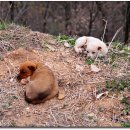 장원목장 이미지