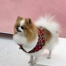 대해로 3 | [포항 펫프로필] 하담포토에서 강아지 프로필 촬영한 후기 – 포항 스튜디오·포항 사진관 추천