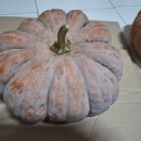 골진 맷돌호박 이미지