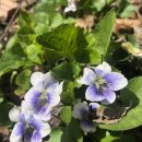 종지나물-미국제비꽃-meadow-blue-violet 이미지