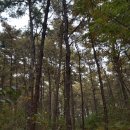 팔곡당산 산신당 및 산신제 | 안산 팔곡산(당산) 본오약수터