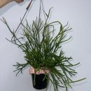 리베몰 | 풀리베 식물배송 &amp; 이케아 HYLLIS 철제선반