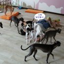 샴프네집 이미지