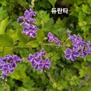 쟈스민 이미지