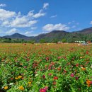 산소 카페 정원이 이산화탄소 정원으로! - 청송군 파천면 산소카페 하늘정원 백일홍 꽃밭 돌아보고 방광산(518.8) 산행~ 이미지