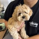 개털도사 이미지