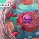 생명과학 Cell Structure I Nucleus Medical Media 이미지