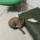 펫 다옴 | 신혼혼수 다옴소파 에테르 200 실사용후기 내돈내산 오염걱정 스크래치걱정 없는 고양이 반려동물 아기...