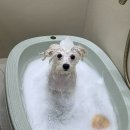 멜로우퍼피 이미지