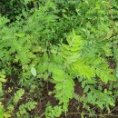 황기농장 이미지