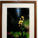 들꽃사랑 이미지