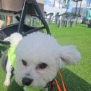 이천동물복지센터 | 서울시립동물복지센터 마포 산책봉사후기