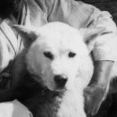 그린도그 이미지