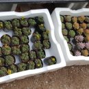 현아네 농장 이미지