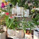 칠성남로 이미지