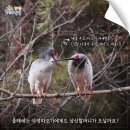 우포따오기 사진전 이미지