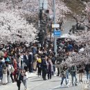 마스크 벗고 가보자! 벚꽃 축제 알아보기 이미지