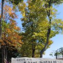 조형조각배 | 순천만국가정원 꽃구경 후기