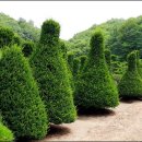 주목정원 이미지