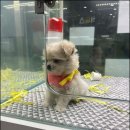 더독스 강아지분양 서울 이미지