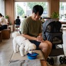한국애견용품연구소 | 대구 실내 애견동반 장소 3곳, 무더위를 피하는 여름휴가 코스