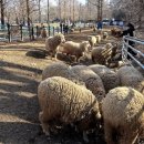 수인목장 이미지