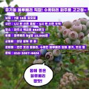 2020 7/19 유기농 블루베리 수확하러 파주로 고고씽~ with 파주녹색당 이미지