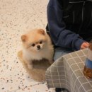 도그밥상 이미지