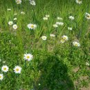 차희연 카카오 검색결과