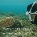 세븐일레븐 수영점 | 세부여행 모알보알(가이드추천) 두번째방문후기 (세부 세븐일레븐)