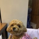 짱아숯불바베큐 이미지