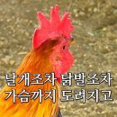 복날 유래와 풍습 이미지