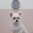 퍼피데이즈강아지분양김포