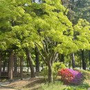 선주리들 이미지